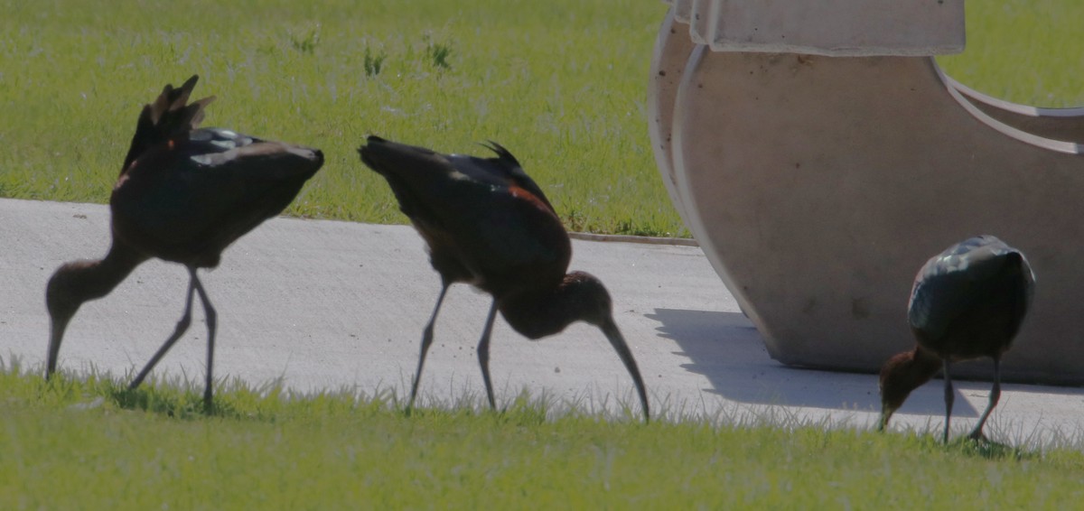 White-faced Ibis - ML616054579