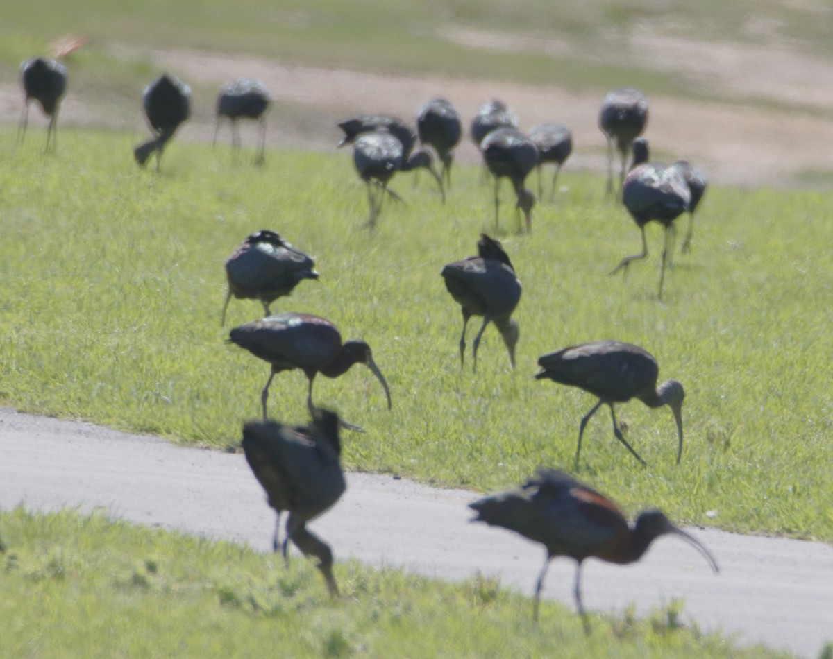 White-faced Ibis - ML616054580