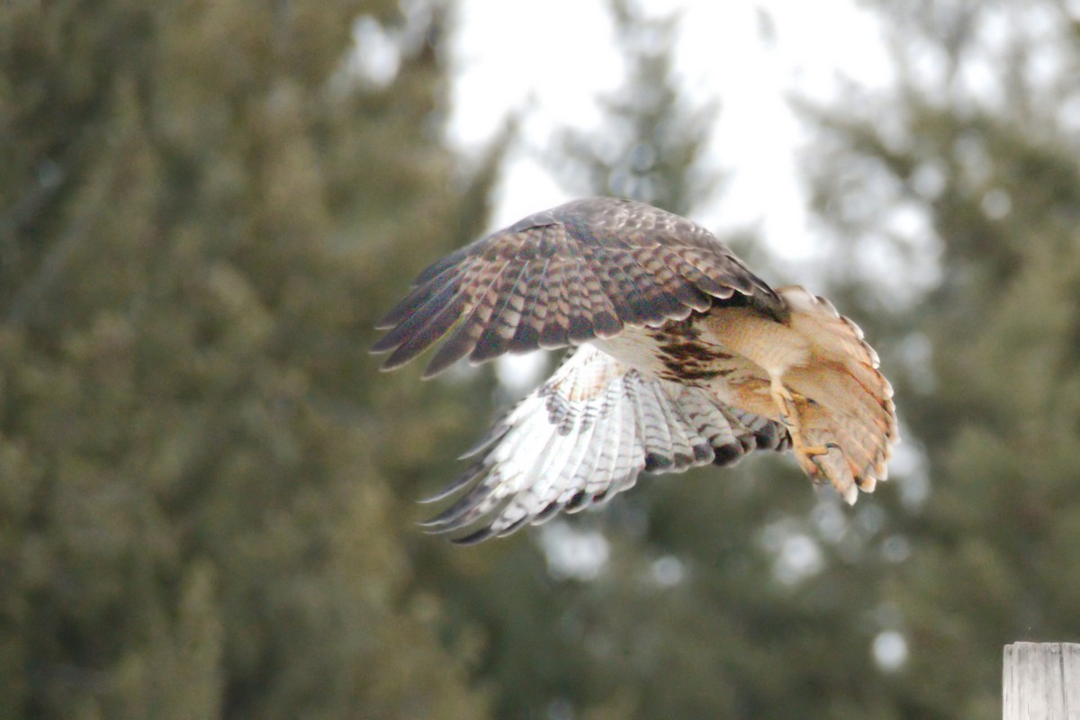 Red-tailed Hawk (abieticola) - Serge Wolf
