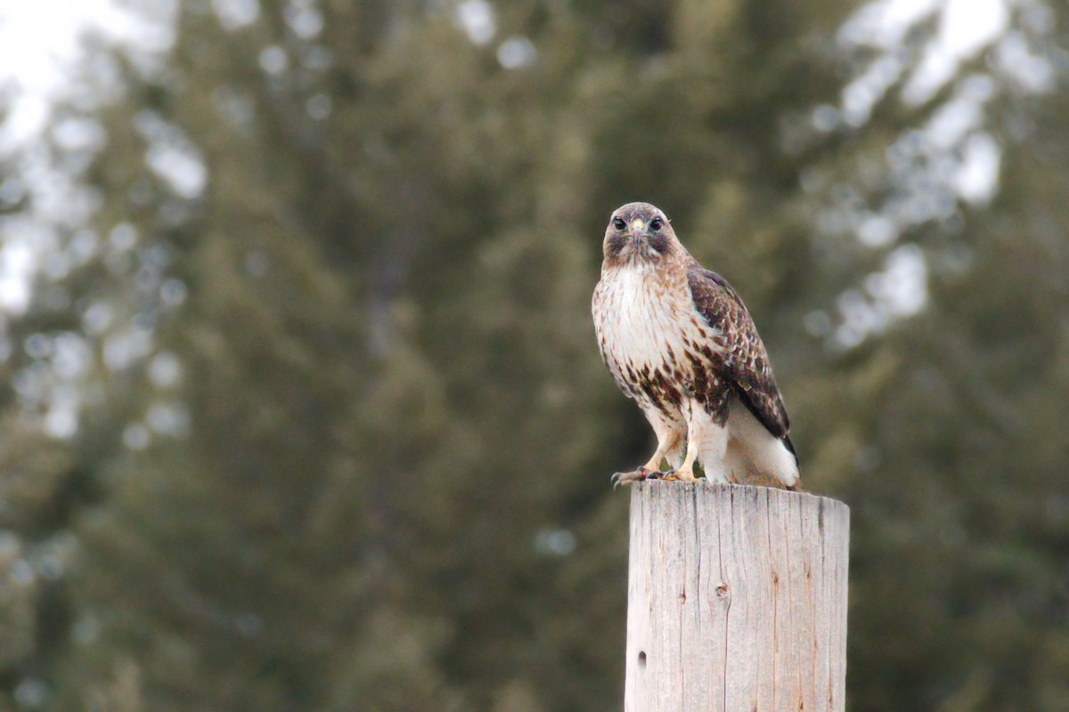 Red-tailed Hawk (abieticola) - ML616054606