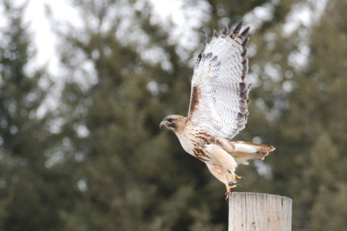 Red-tailed Hawk (abieticola) - ML616054607