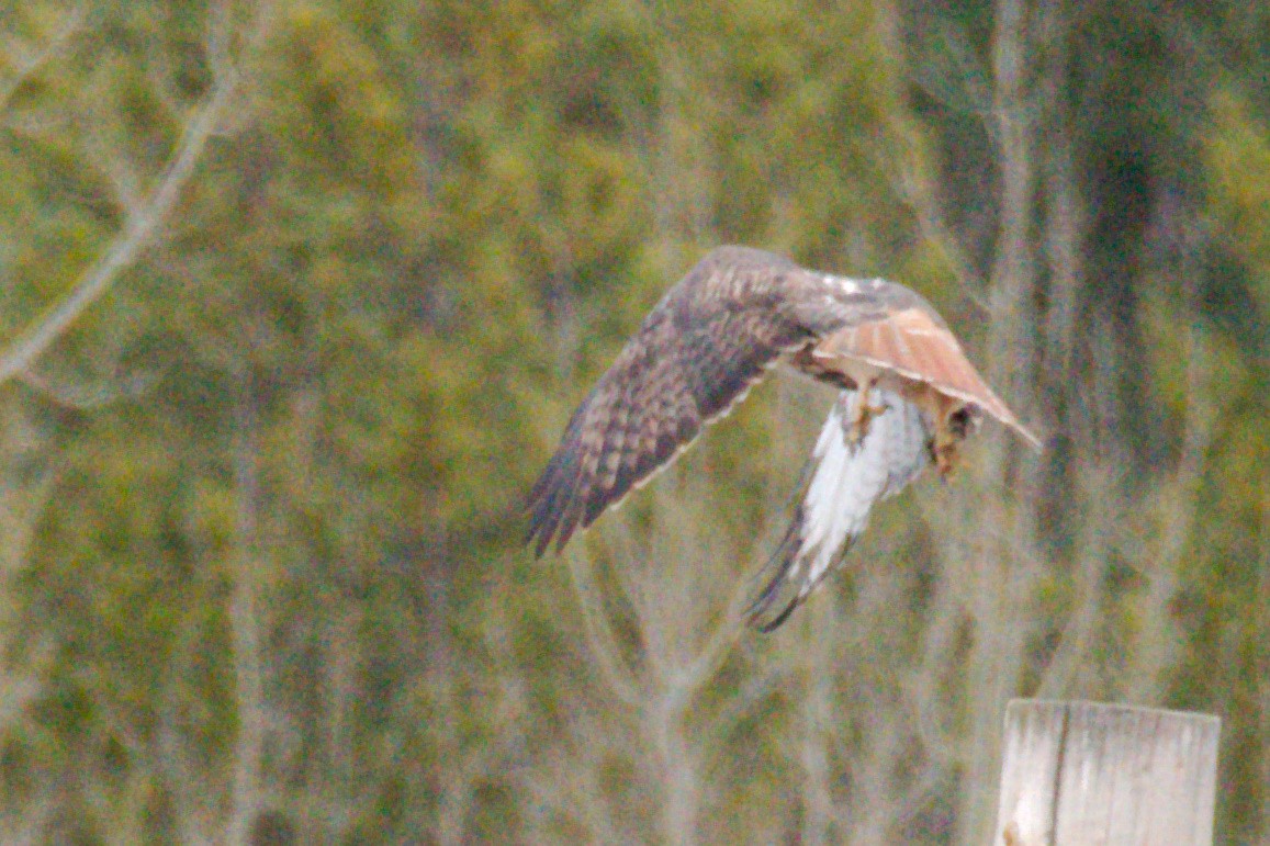 Red-tailed Hawk (abieticola) - ML616054615