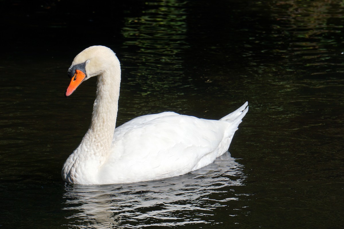 Mute Swan - ML616054626