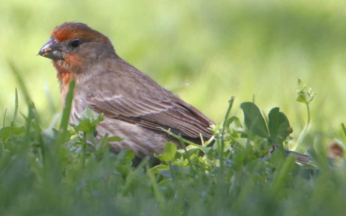 House Finch - Barry Spolter