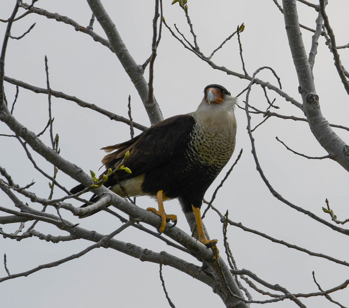 Crested Caracara - Brian O'Connor