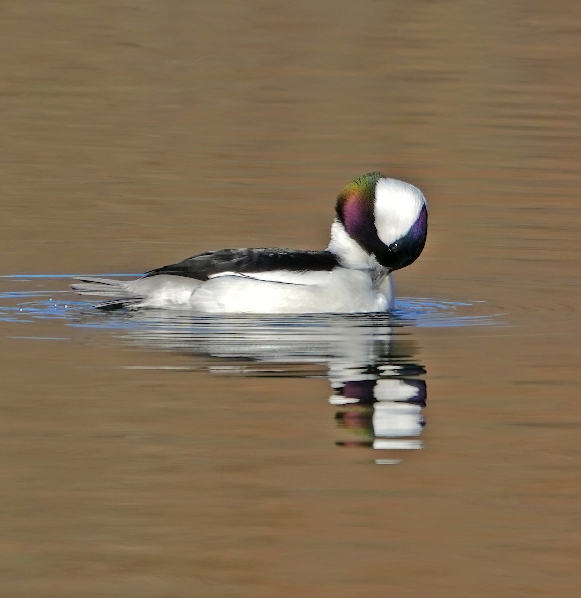 Bufflehead - ML616054727