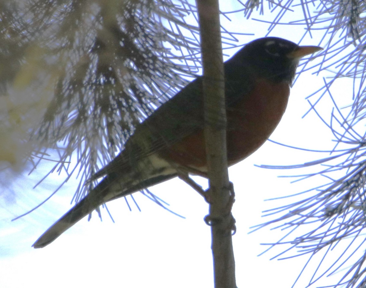 American Robin - ML616054729