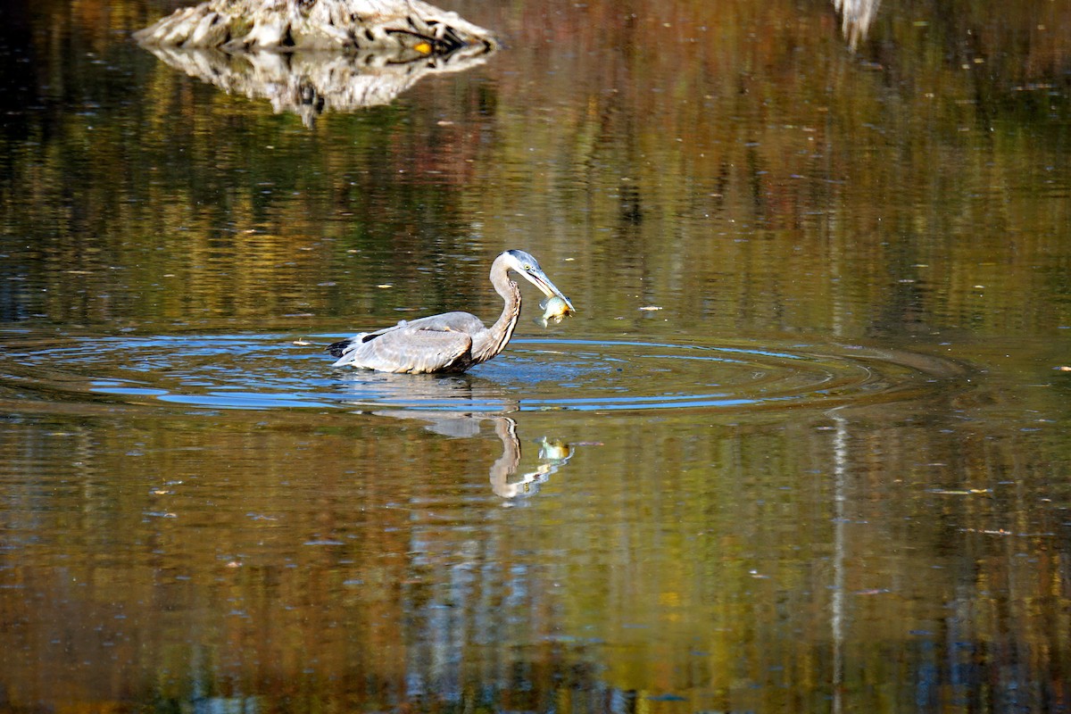 Great Blue Heron - ML616054741