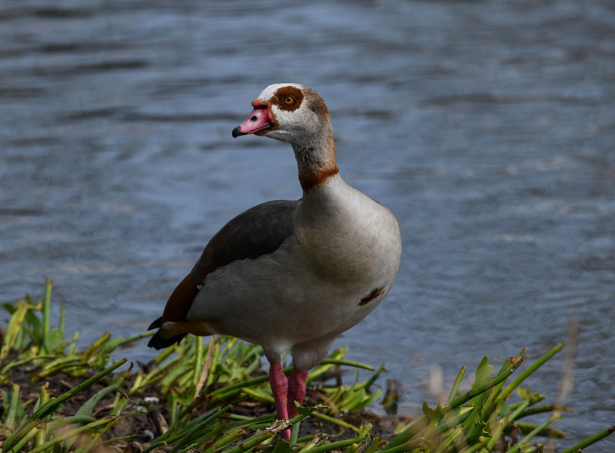 Egyptian Goose - ML616054752