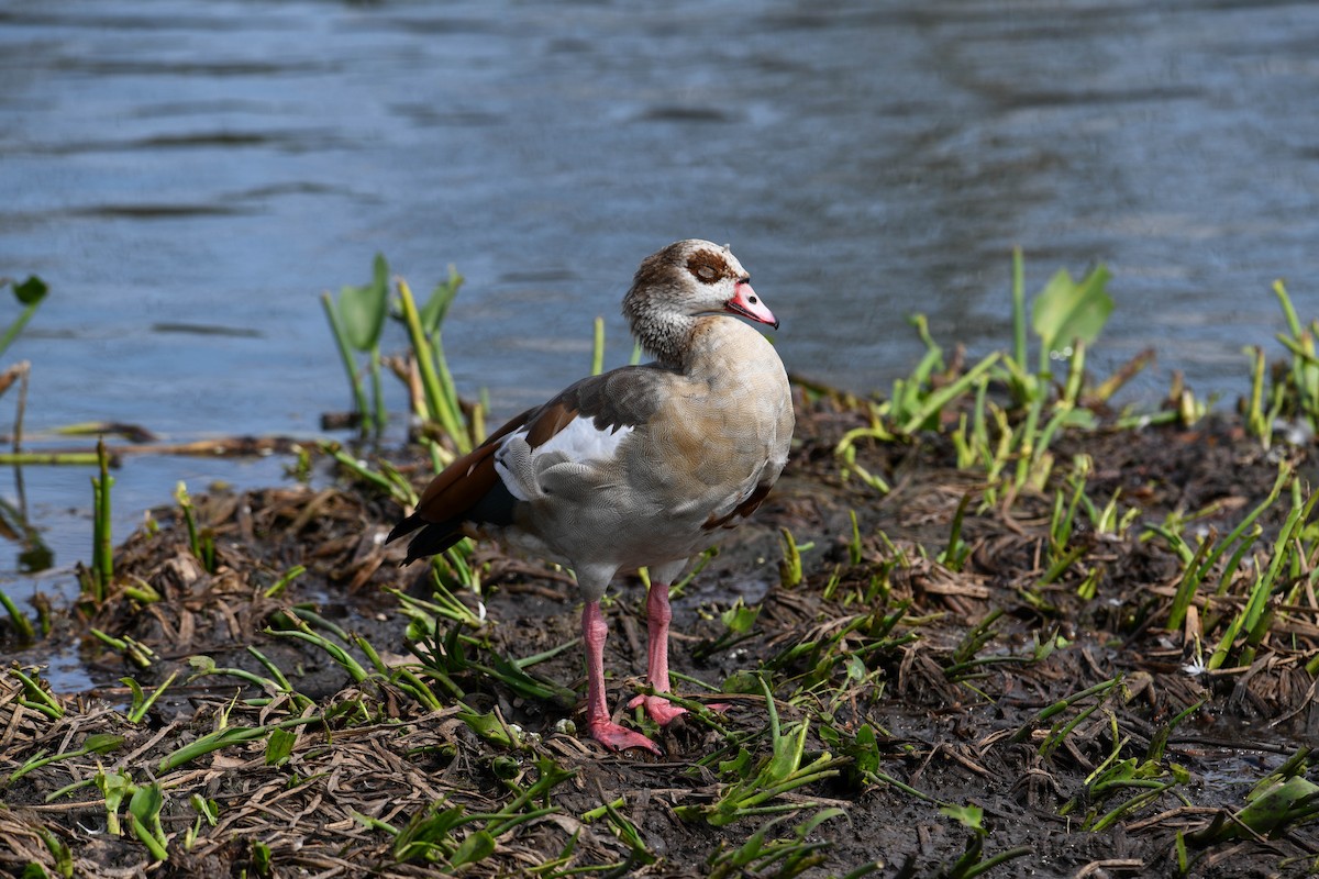 Egyptian Goose - ML616054754