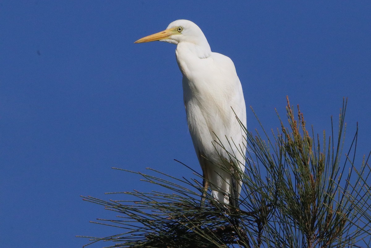 Plumed Egret - ML616054770