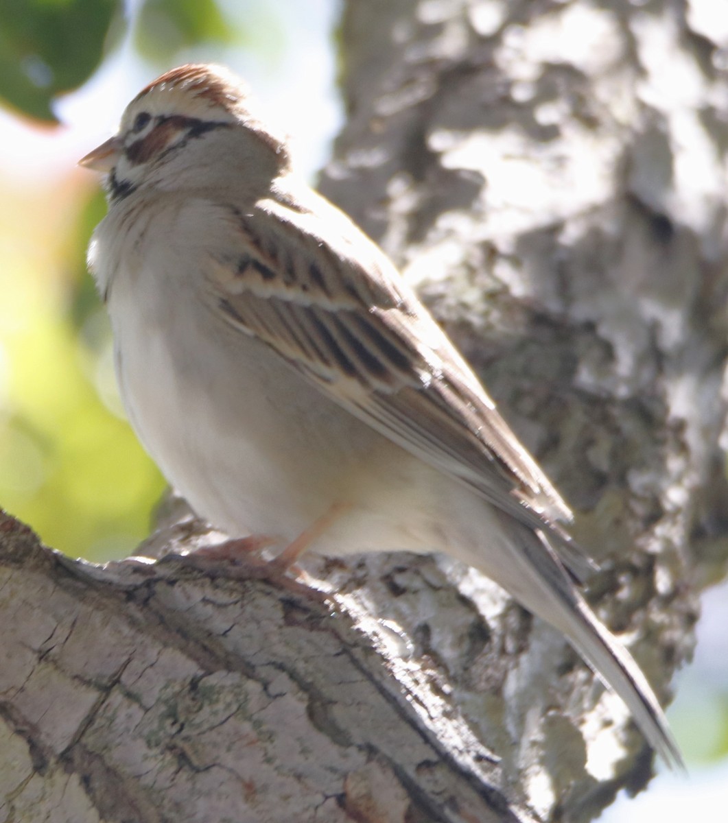 Bruant à joues marron - ML616054772