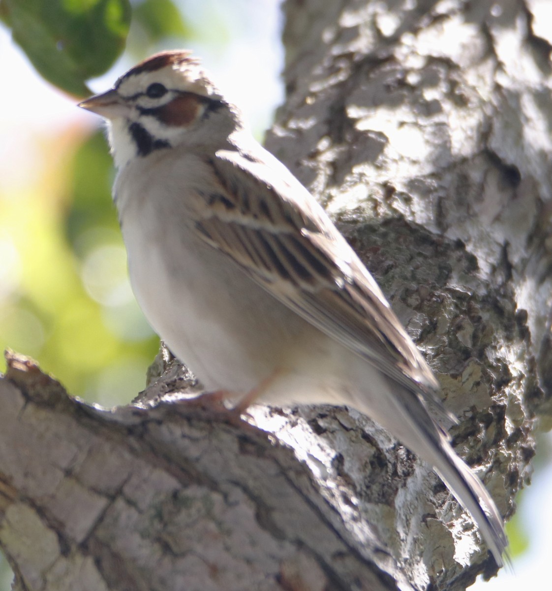 Lark Sparrow - ML616054773