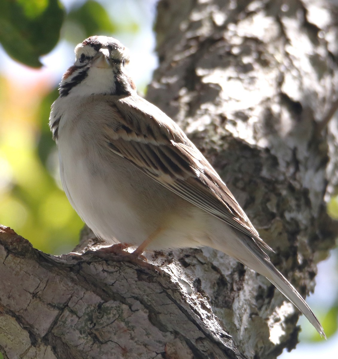 Lark Sparrow - Barry Spolter