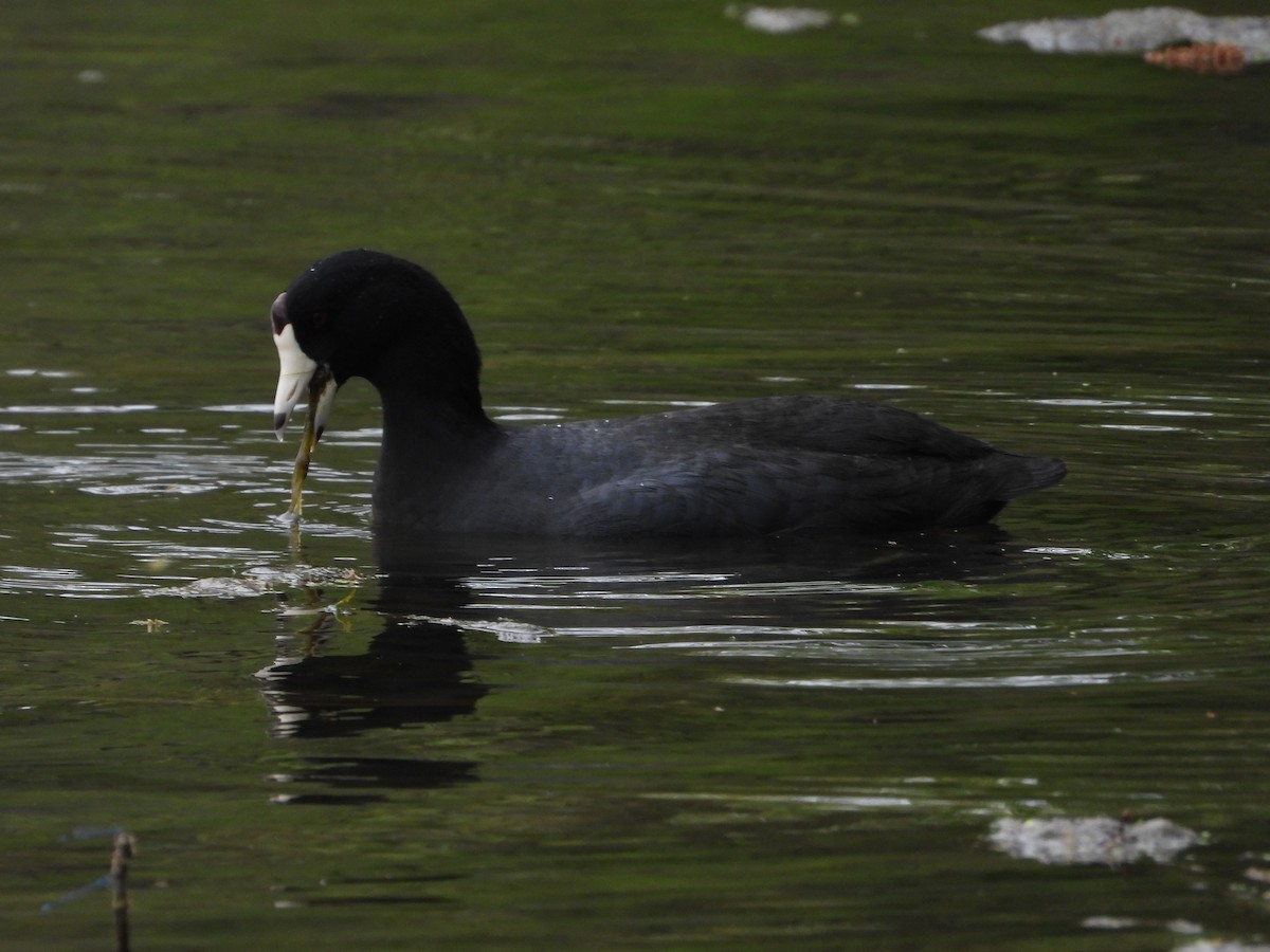 American Coot - Vidhya Sundar