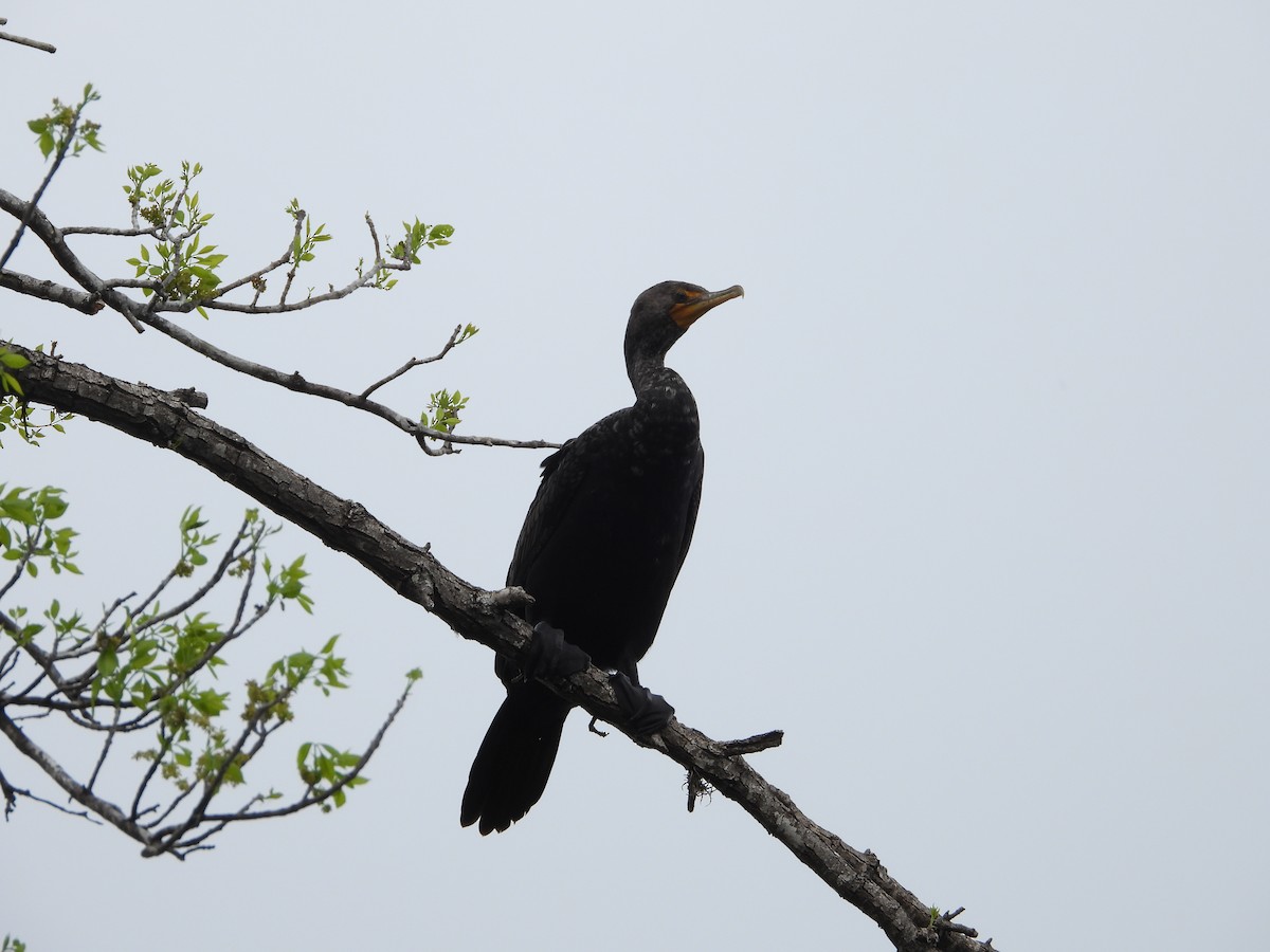 Double-crested Cormorant - Vidhya Sundar