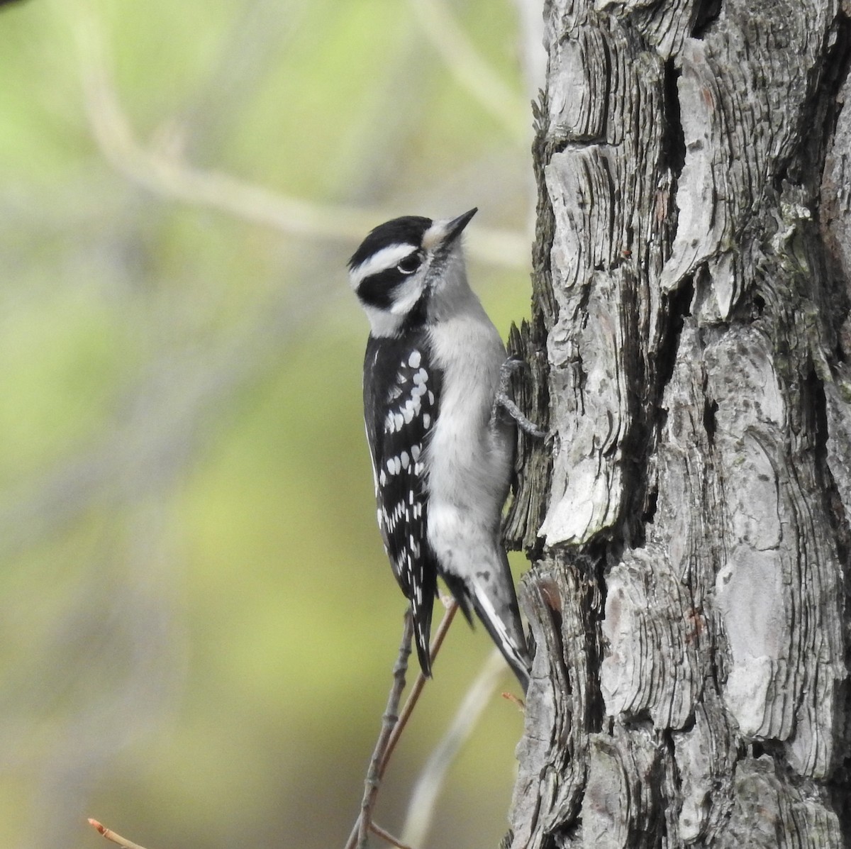 Downy Woodpecker - Ed Escalante