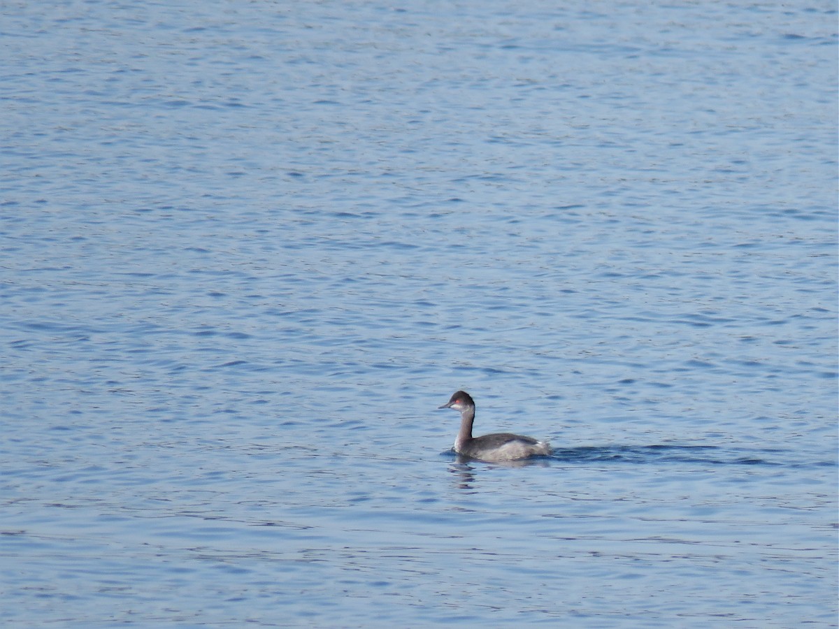 Eared Grebe - ML616054799