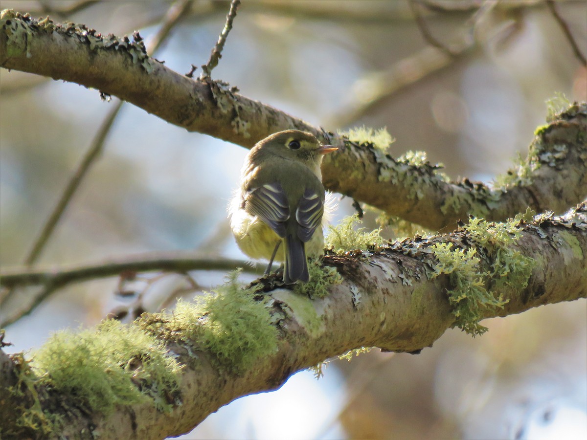 Hutton's Vireo - ML616054803