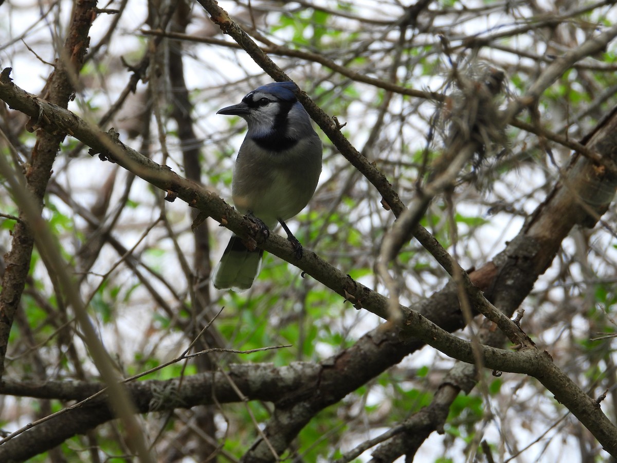 Blue Jay - ML616054829