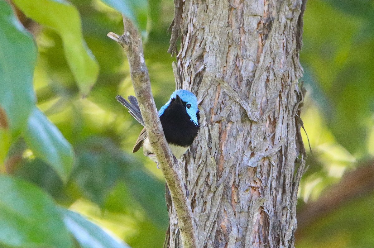 Variegated Fairywren - ML616054896