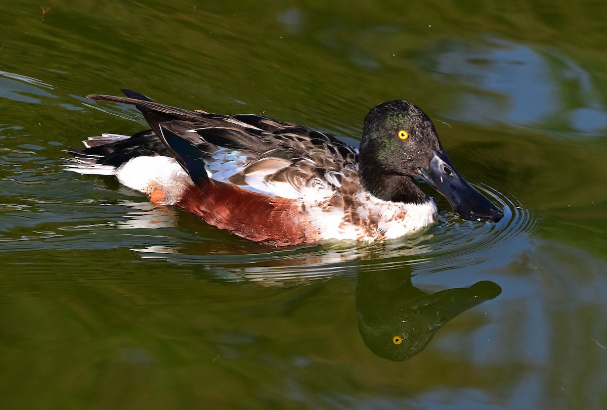 Northern Shoveler - Gerardo Aguilar Anzures