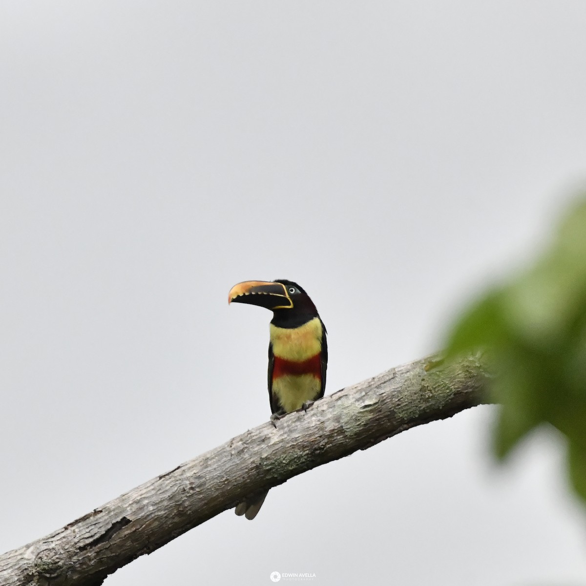 Chestnut-eared Aracari - ML616054945