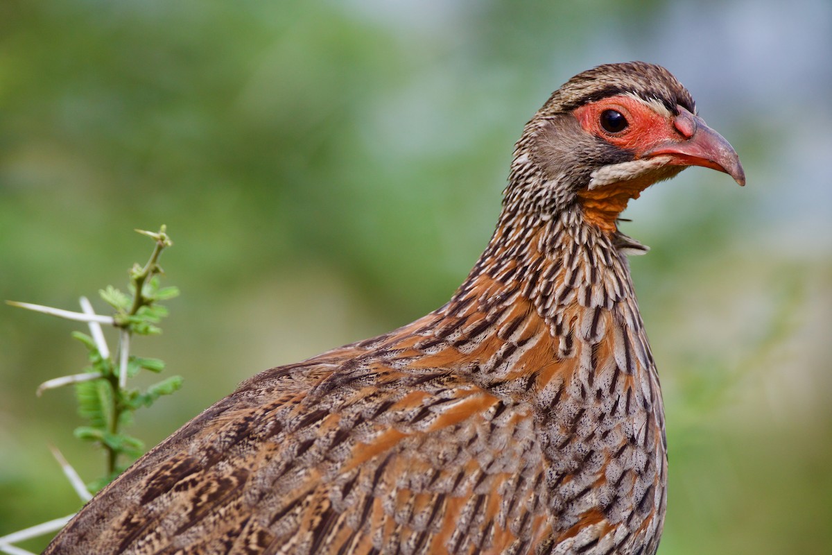 Gray-breasted Spurfowl - ML616054969