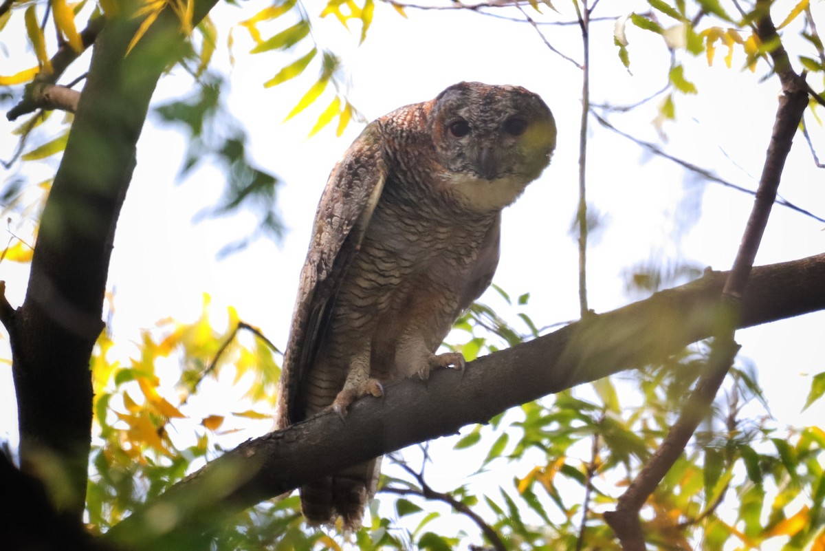 Mottled Wood-Owl - ML616055000