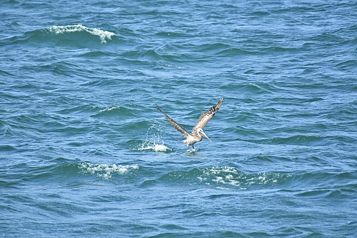 Brown Pelican (Atlantic) - ML616055033