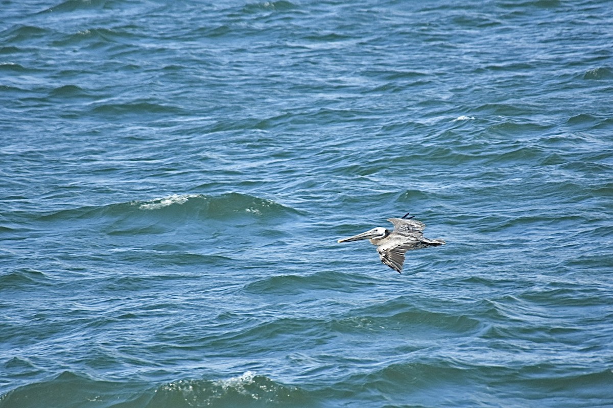 Brown Pelican (Atlantic) - ML616055034
