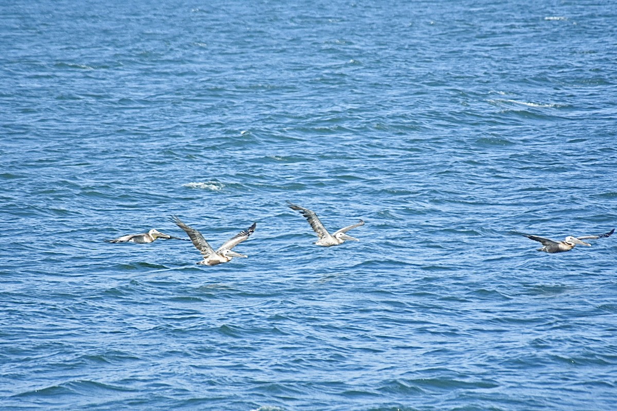 Brown Pelican (Atlantic) - ML616055035