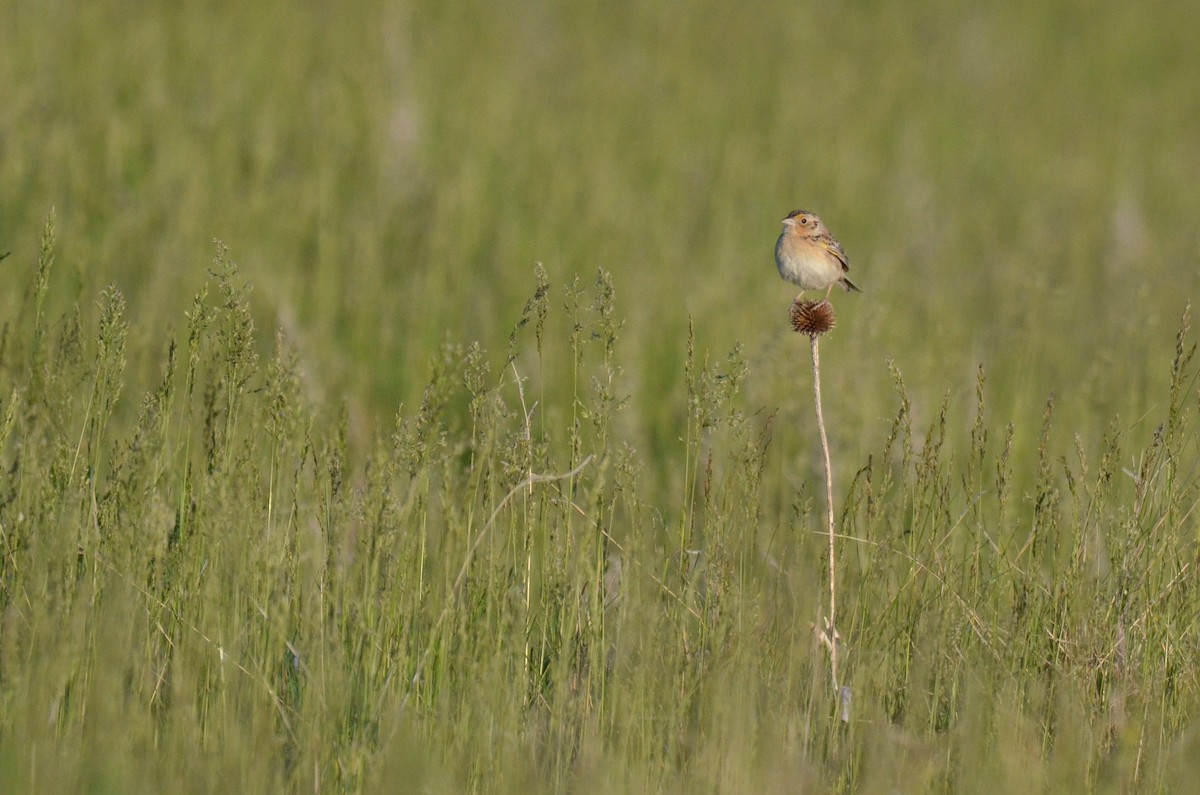 Grasshopper Sparrow - ML616055049