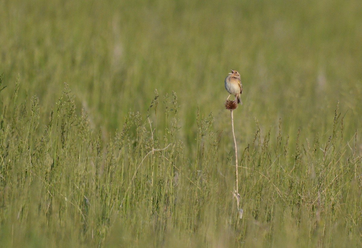 Grasshopper Sparrow - ML616055050