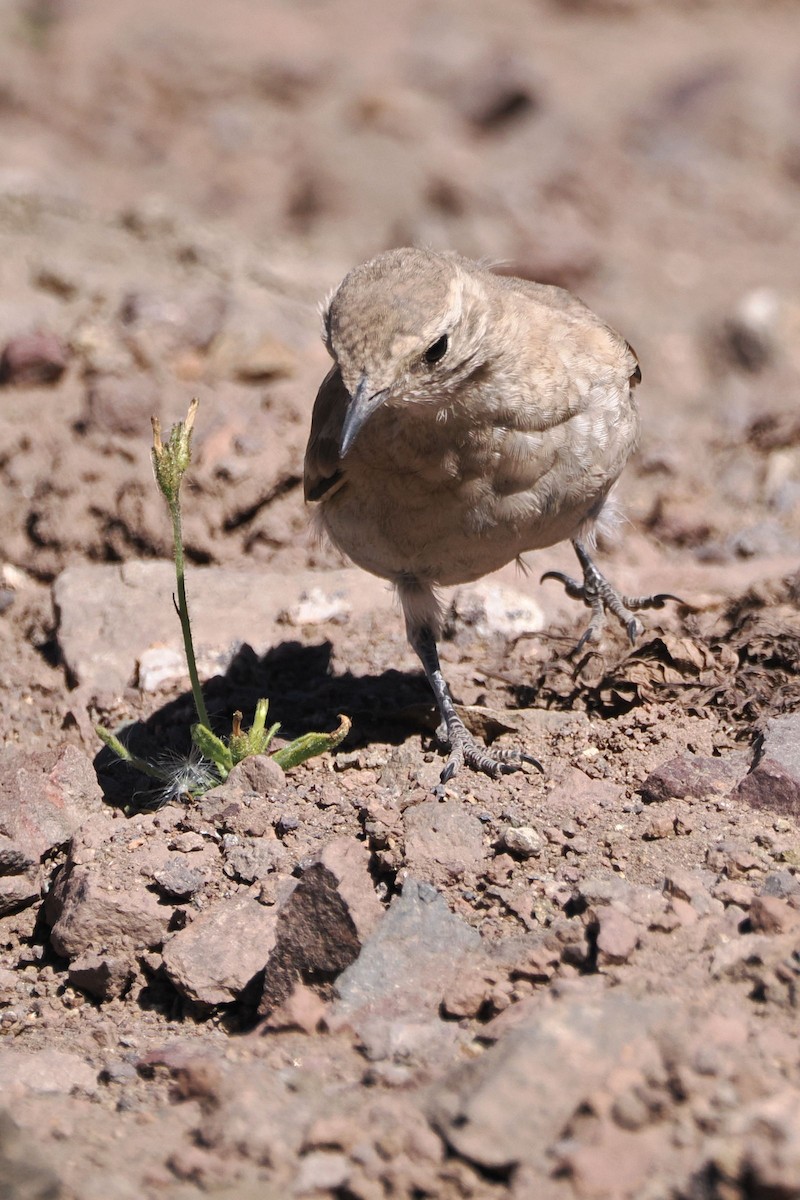 Creamy-rumped Miner - ML616055099