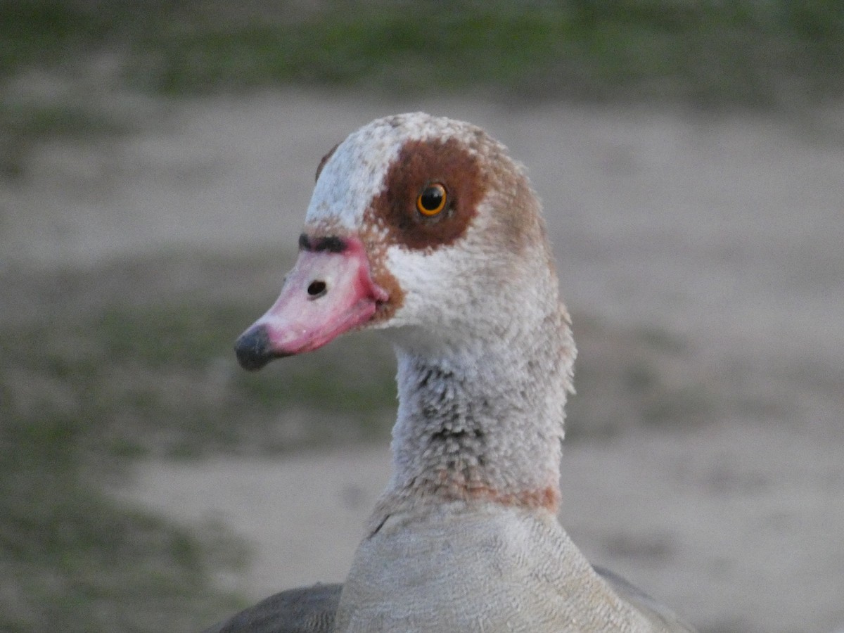 Egyptian Goose - ML616055119