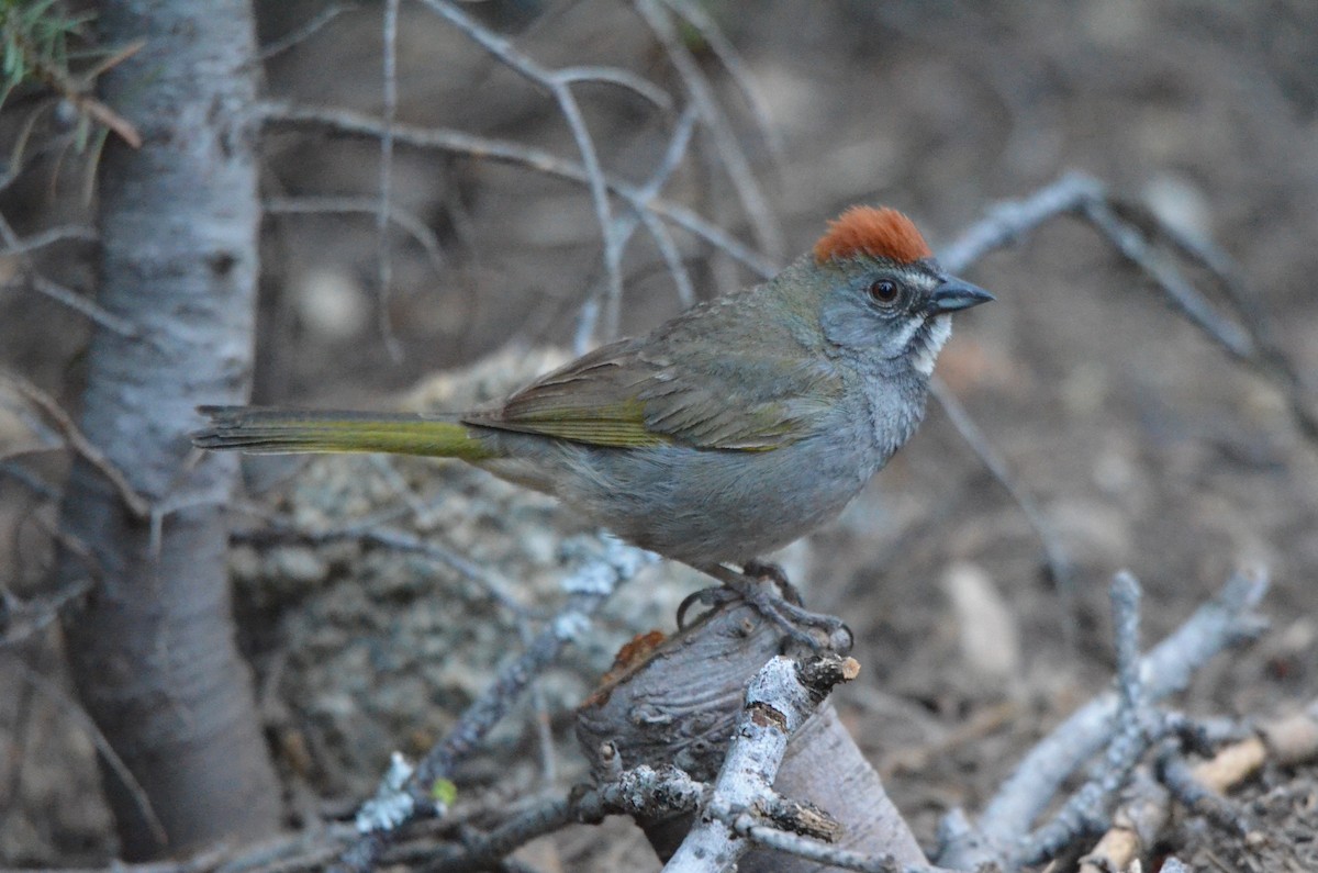 Green-tailed Towhee - ML616055137