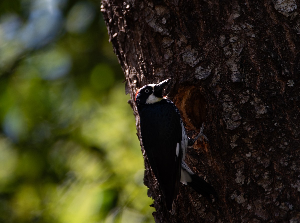 Acorn Woodpecker - Rick Zapf