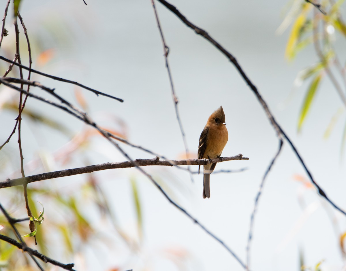 Tufted Flycatcher - Rick Zapf