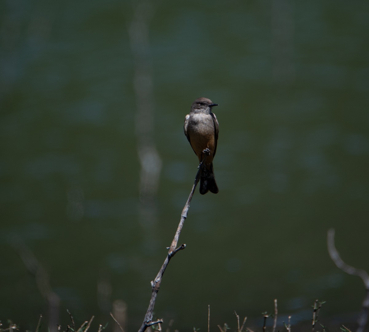 Say's Phoebe - ML616055171