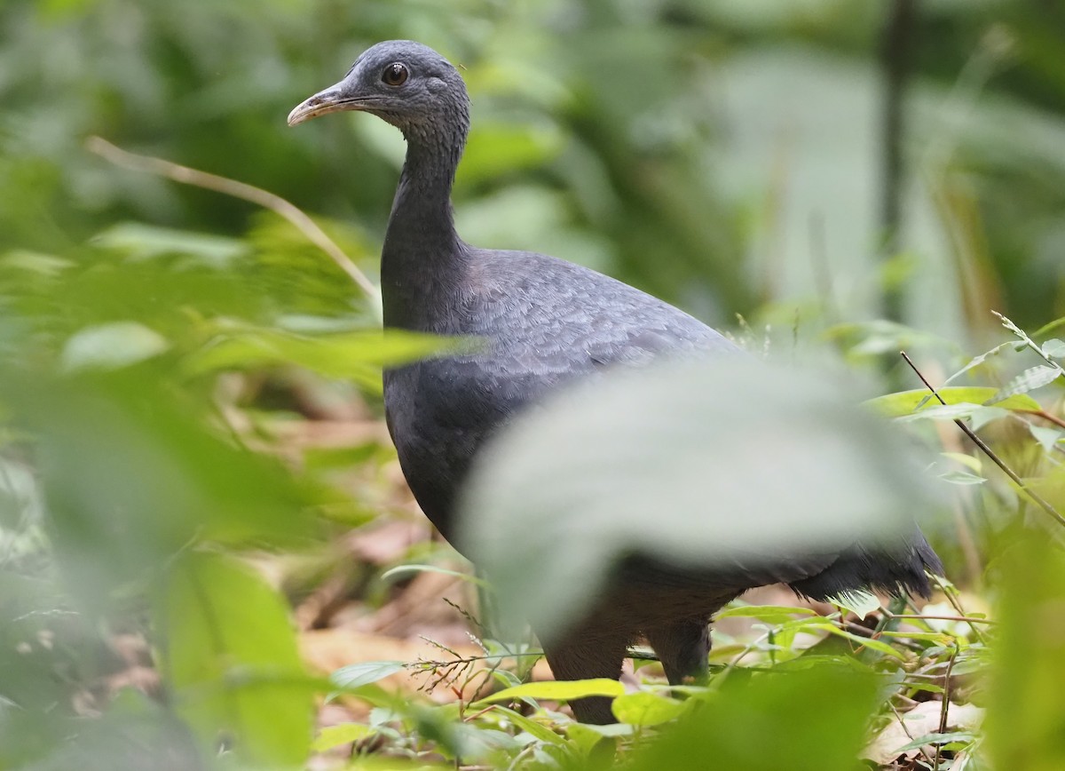 Black Tinamou - ML616055176