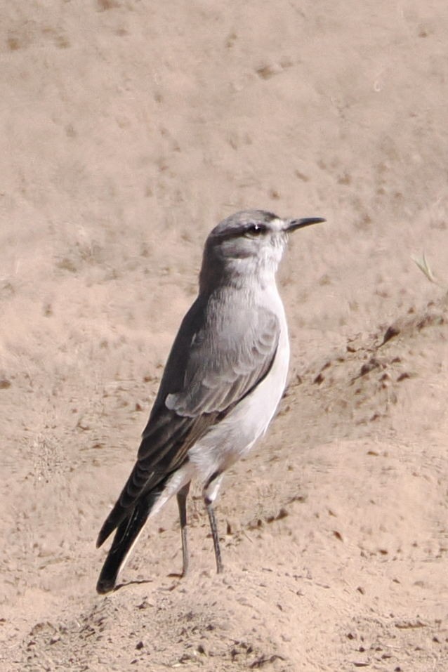 Black-fronted Ground-Tyrant - ML616055187