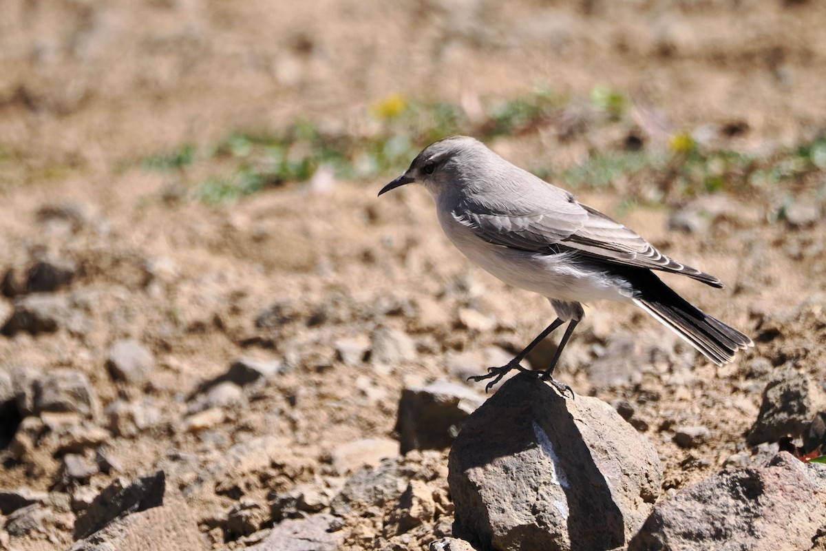 Black-fronted Ground-Tyrant - steve b