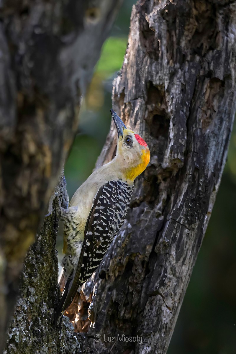 Hoffmann's Woodpecker - ML616055191