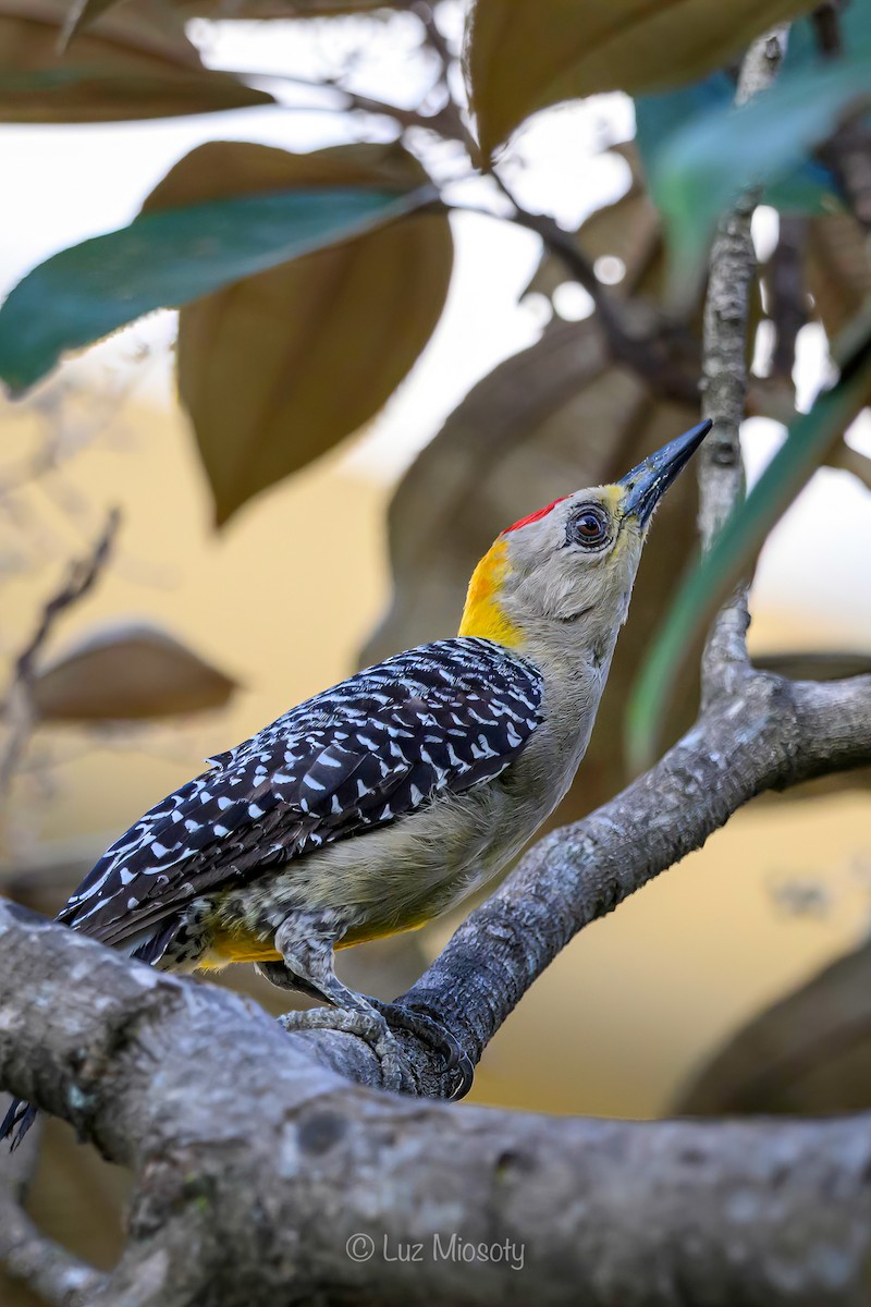 Hoffmann's Woodpecker - ML616055192