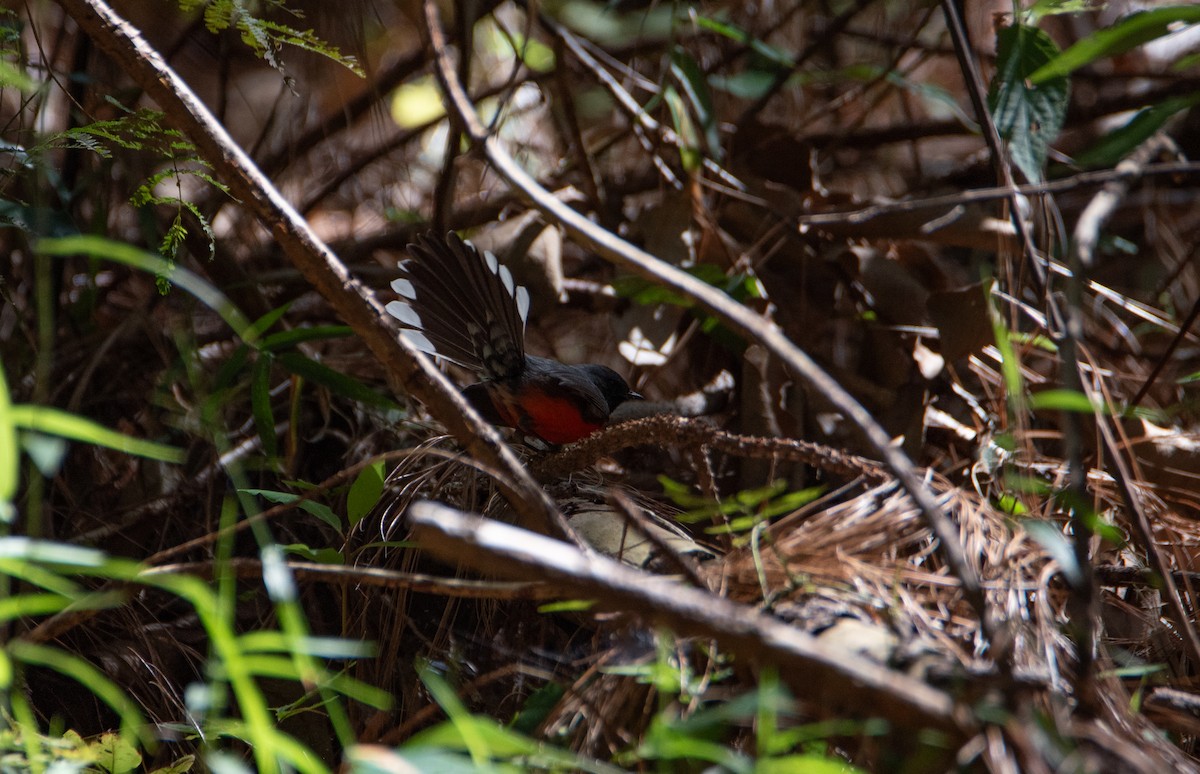 Slate-throated Redstart - Rick Zapf