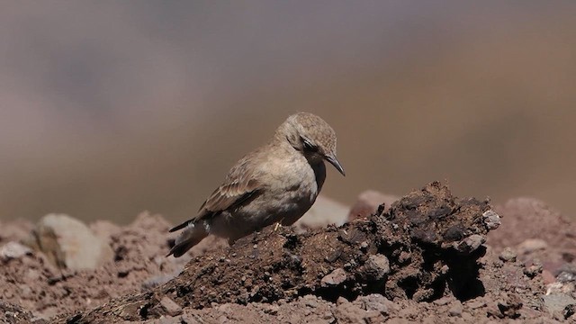 Creamy-rumped Miner - ML616055198