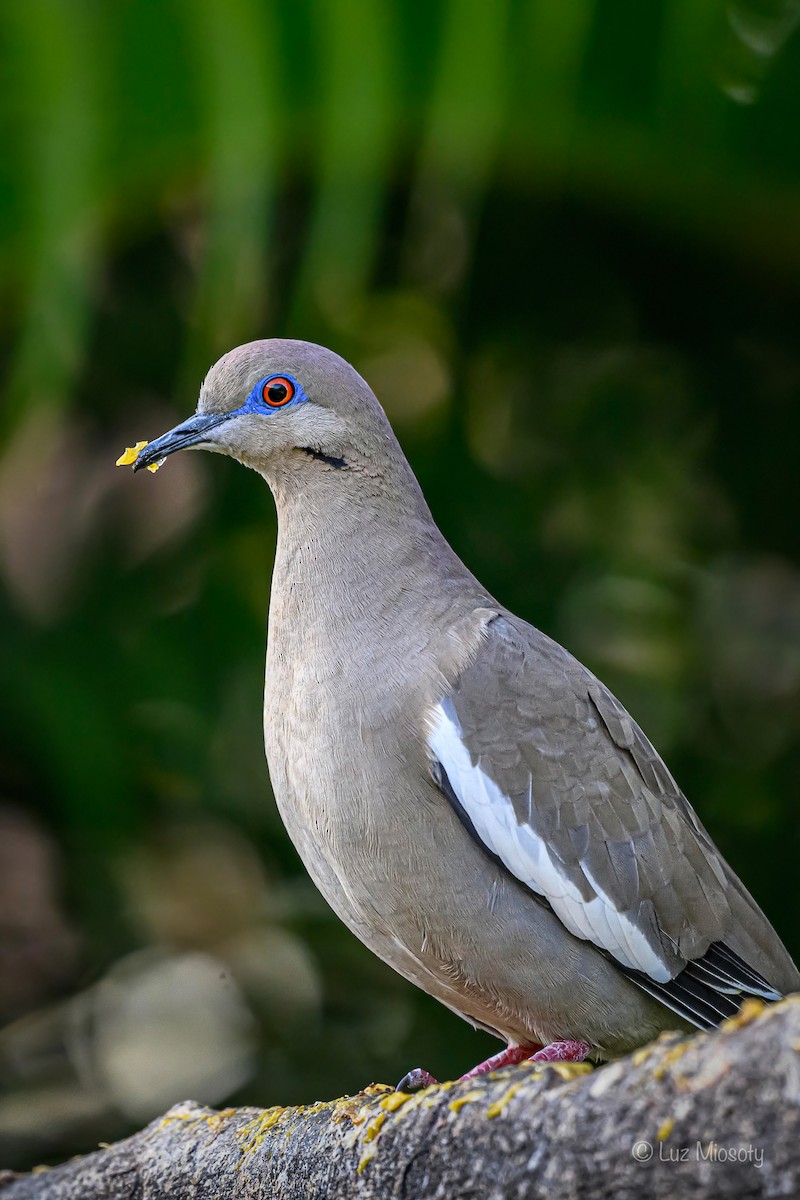 White-winged Dove - ML616055200