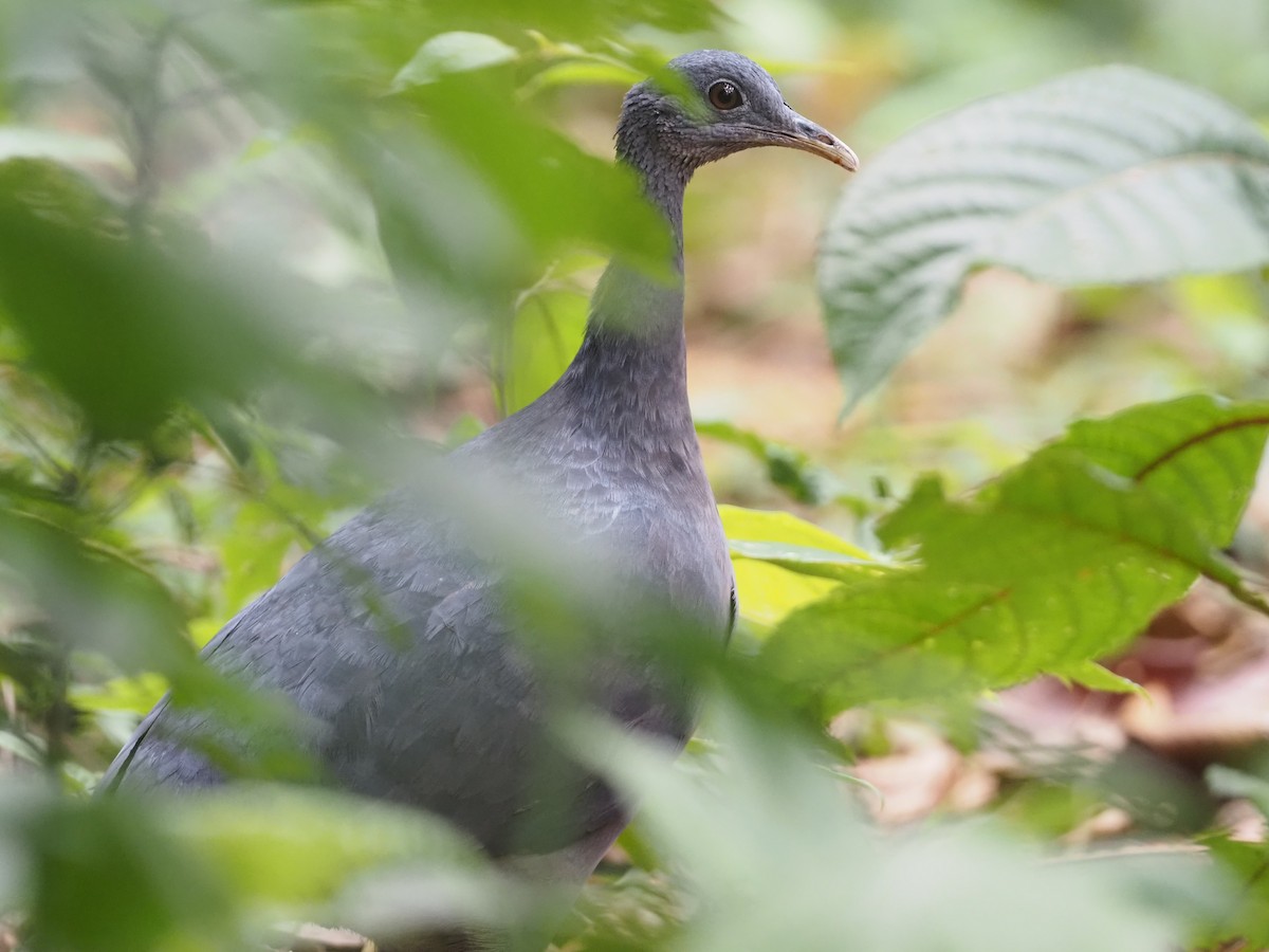 Black Tinamou - ML616055201