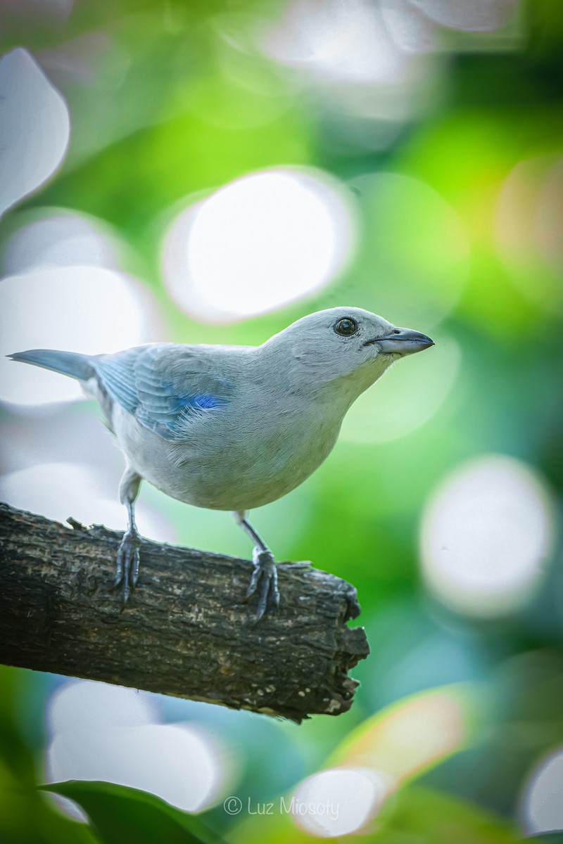 Blue-gray Tanager - ML616055206